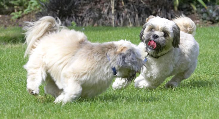 Playtime!
Keywords: Monte Trigger Lhasa Apso