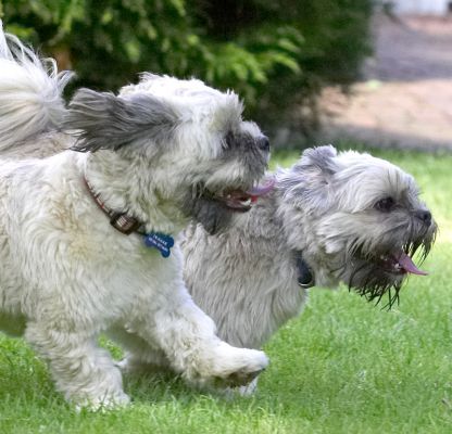 I'm winning!
[url=http://www.photofini.sh/]Photofini.sh[/url] . . .
Palabras clave: Monte Trigger Lhasa Apso