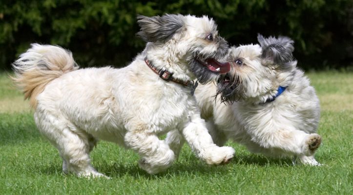 Yeah, you and whose army!
Schlüsselwörter: Monte Trigger Lhasa Apso