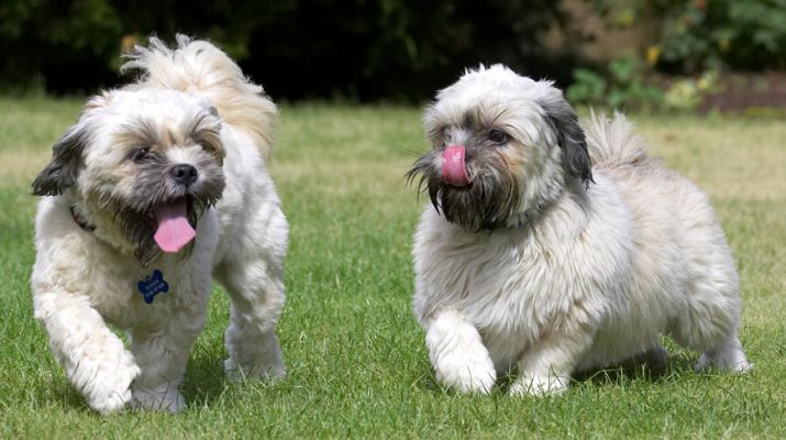 C'mon, let's play
Słowa kluczowe: Monte Trigger Lhasa Apso tongue