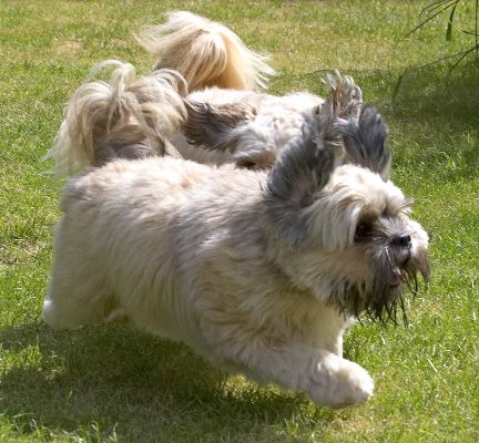 C'mon, they won't see us for dust!
Avainsanat: Monte Trigger Lhasa Apso