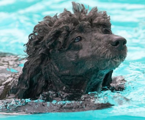 I think I'd rather be running around
Anahtar kelimeler: Bali Miniature poodle