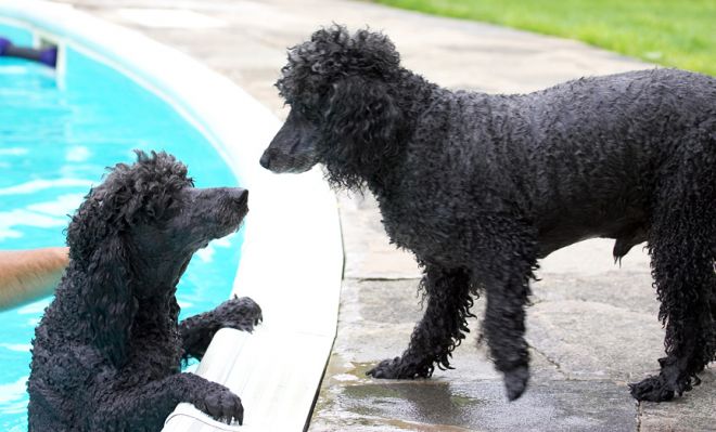 How did you get out there?
India found out how the Skamper ramp works and she was outta there
Keywords: Bali India Miniature poodle