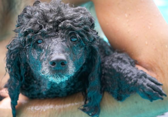 Why do they always take a photo when my hair's a mess?!
Trefwoorden: Bali Miniature poodle