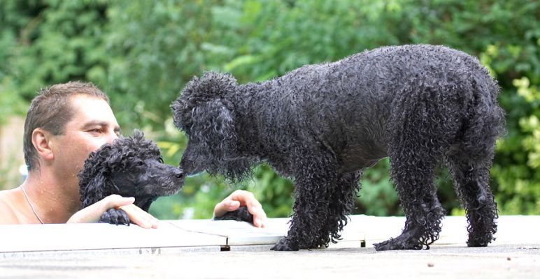 Mwwwaaa
Palabras clave: Bali India Miniature poodle