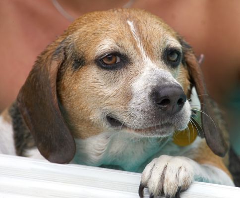 I like having these breaks
Ключевые слова: Hattie Beagle
