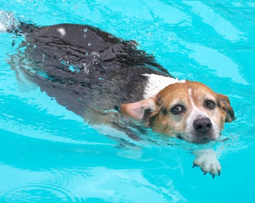 Isn't this a cool swimming style
Ключевые слова: Hattie Beagle