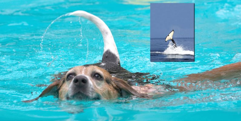 Look, Mom, I'm a whale
Palabras clave: Hattie Beagle