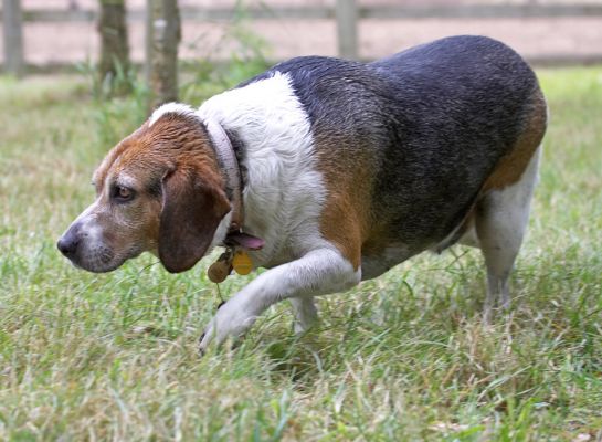 Terra firma - that's more like it!
Trefwoorden: Hattie Beagle