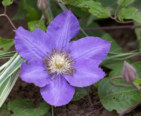 One perfect flower
Λέξεις-κλειδιά: Flower