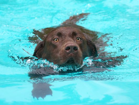 Look, Mom, I can swim
Λέξεις-κλειδιά: Harvey chocolate Labrador