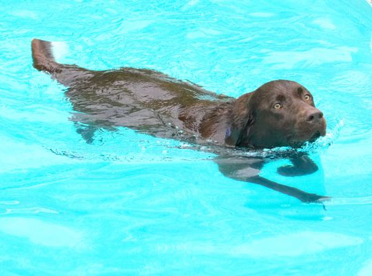 Hey, don't I look sleek
Palabras clave: Harvey chocolate Labrador