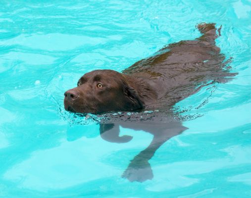 This is the doggie crawl
الكلمات الإستدلالية(لتسهيل البحث): Harvey chocolate Labrador