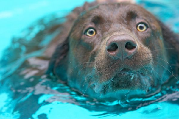 OK, OK, I'm coming
Keywords: Harvey chocolate Labrador