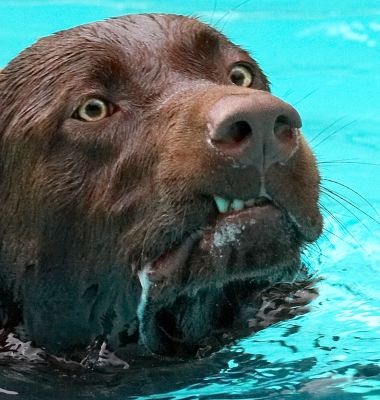 Can I get out now?
Keywords: Harvey chocolate Labrador