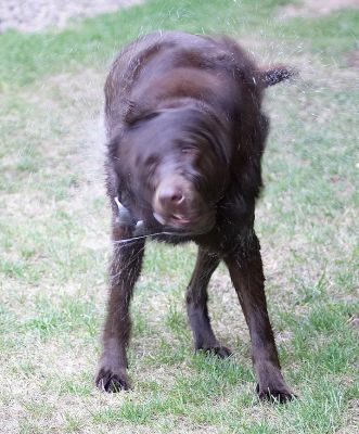 My spin drier impression
Trefwoorden: Harvey chocolate Labrador