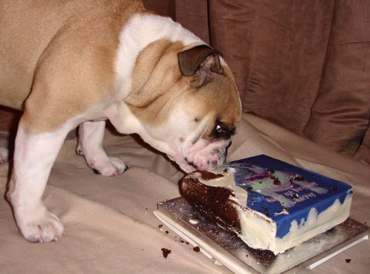 Who needs a birthday cake to be sliced?!
Ключові слова: Harvey Bulldog