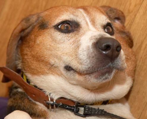 My favourite position
Keywords: Hattie Beagle