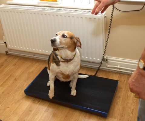 I've lost how much!!
Anahtar kelimeler: Hattie Beagle White House Vets