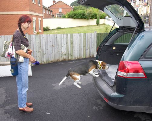 Boiiiing
الكلمات الإستدلالية(لتسهيل البحث): Hattie Beagle Marjorie