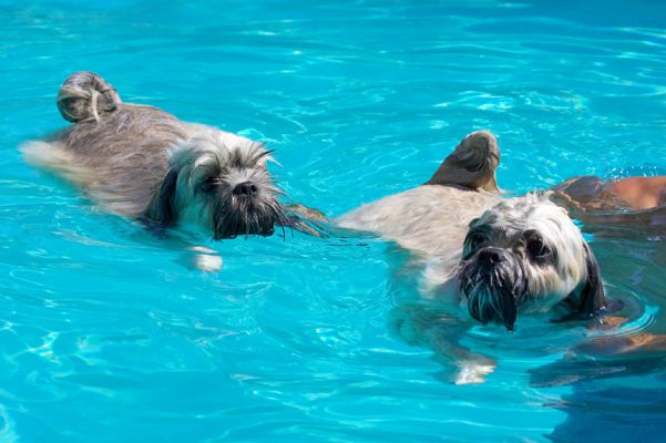 Bringing up the rear again
Ключові слова: Trigger Monte Lhasa Apso
