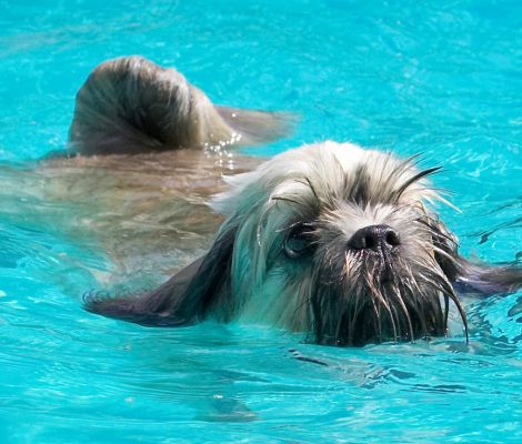 Ok, I'll do one more circuit
Keywords: Monte Lhasa Apso