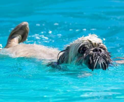 Hey look, I can use my tail like a rudder
الكلمات الإستدلالية(لتسهيل البحث): Trigger Lhasa Apso