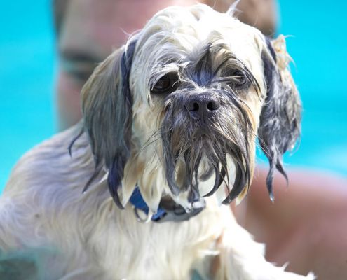 Yeah, I know, I know, I'm dripping wet
Keywords: Trigger Lhasa Apso Zbigniew