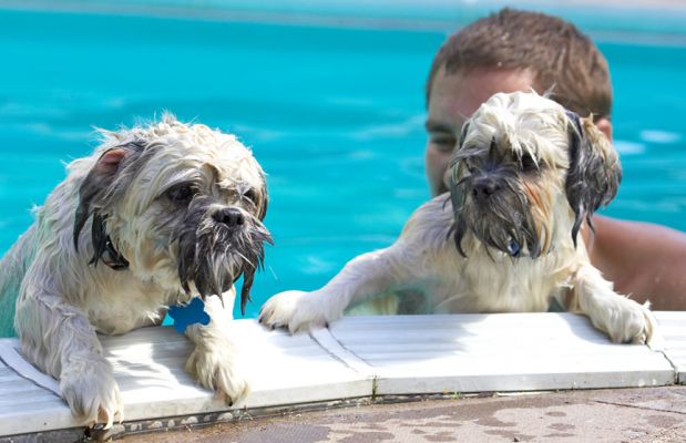 Is it time to get out?
Ključne besede: Trigger Monte Lhasa Apso Zbigniew