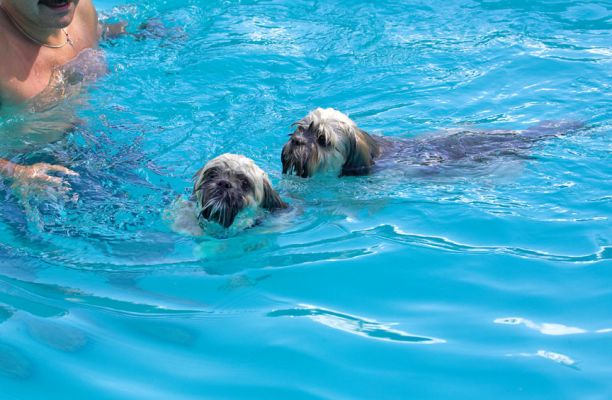 Have you seen how big this pool is!!
Keywords: Trigger Monte Lhasa Apso