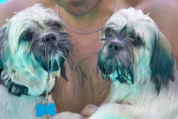 We dun good
Λέξεις-κλειδιά: Monte Trigger Lhasa Apso