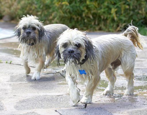 Phew, terra firma
Palabras clave: Monte Trigger Lhasa Apso