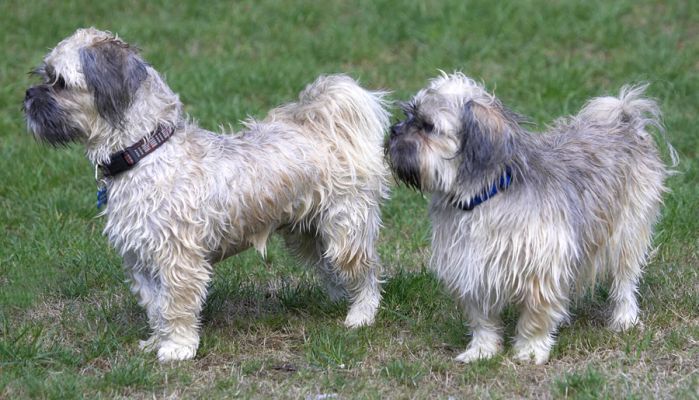 If we stand here, maybe we'll air dry
Klíčová slova: Monte Trigger Lhasa Apso