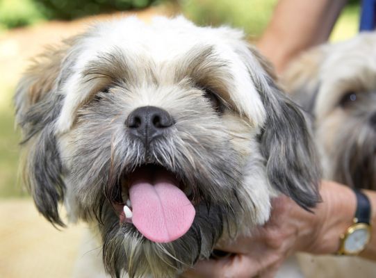 Aaaarrrggghhhhh!!
Anahtar kelimeler: Trigger Lhasa Apso tongue
