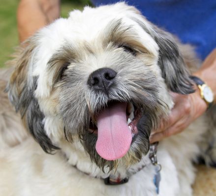 I look like a right drama queen don't I!
Anahtar kelimeler: Trigger Lhasa Apso tongue