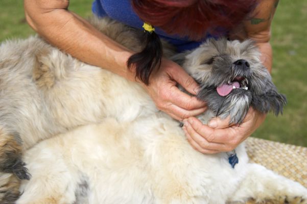 I can't help pulling these faces
الكلمات الإستدلالية(لتسهيل البحث): Trigger Lhasa Apso tongue