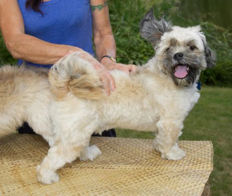 That feels real goooooood
Palabras clave: Trigger Lhasa Apso tongue