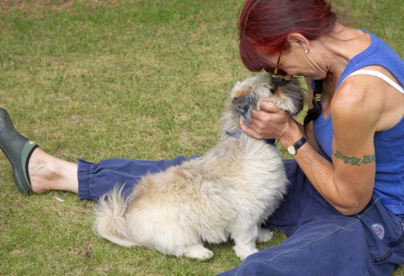 I know, it's just a mutual admiration society
Palabras clave: Monte Lhasa Apso Marjorie