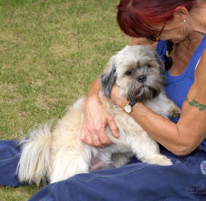 Go away, she's all mine
Keywords: Monte Lhasa Apso Marjorie