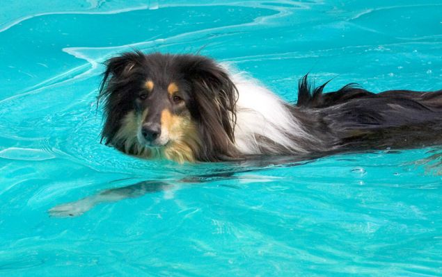 Waht?  You didn't know Lassie could swim?
Anahtar kelimeler: Scooby Border Collie