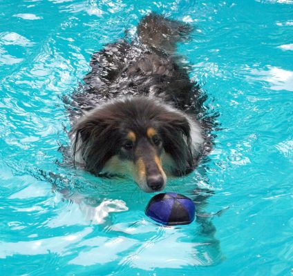 And I can chase a ball
Keywords: Scooby Border Collie