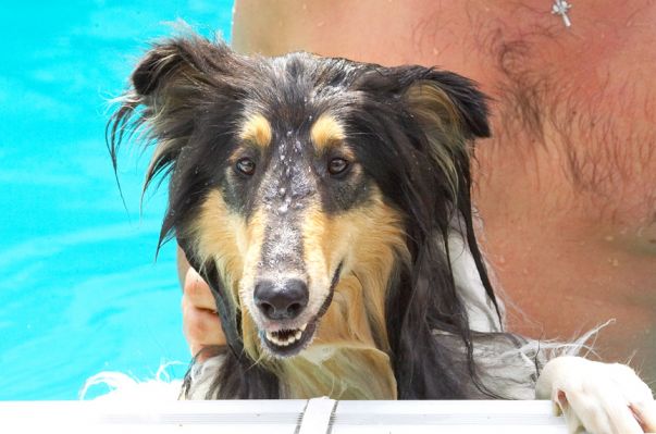 Just want to make sure I'm not missing anything
Schlüsselwörter: Scooby Border Collie