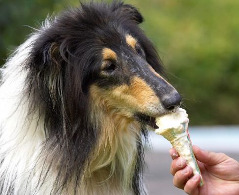 Great, an after swimming treat
Anahtar kelimeler: Scooby Border Collie haddock ice cream