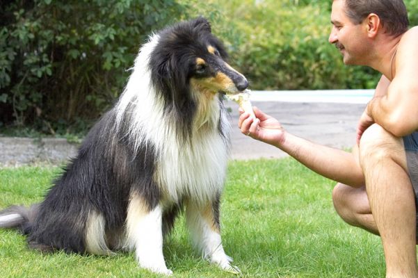 This is yummy
Keywords: Zbigniew Scooby Border Collie haddock ice cream