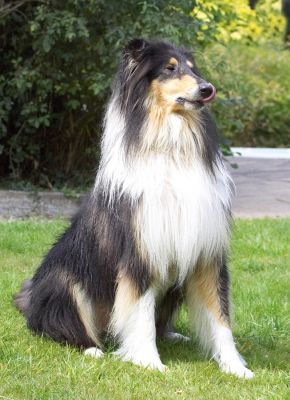It's good to have these whiskers cos there's always afters to mop up
Schlüsselwörter: Scooby Border Collie