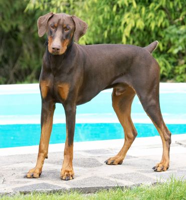 What do you mean "I look like trouble"?!
Keywords: Toby Doberman Pinscher