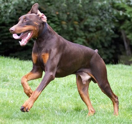 I'm just running free
Palabras clave: Toby Doberman Pinscher