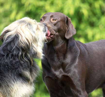 Brotherly love
Palabras clave: Wilson Mylo Chocolate Labrador Cross Collie X