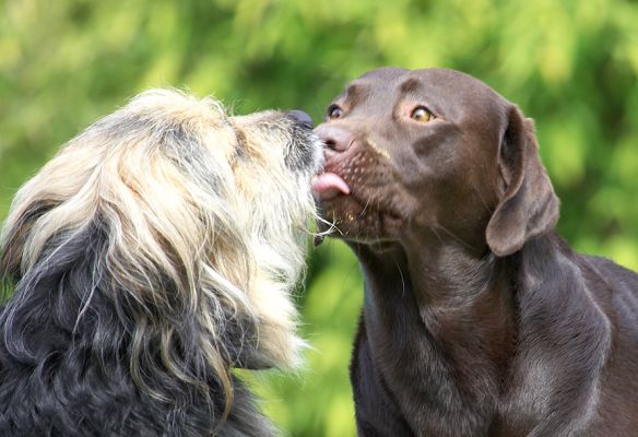 Hey, no tongues!!
Λέξεις-κλειδιά: Wilson Mylo Chocolate Labrador Collie Cross X