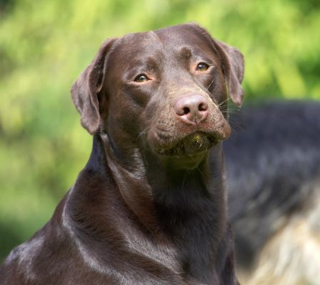 This is my "give me more" look
Ključne besede: Mylo Chocolate Labrador